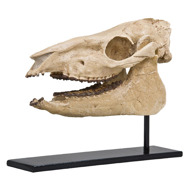 Mesohippus sp. Skull - Display Replica