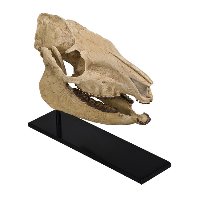 Mesohippus sp. Skull - Display Replica