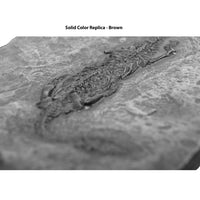 Neusticosaurus edwardsii sp. Skeleton on Slab - Solid Color Replica