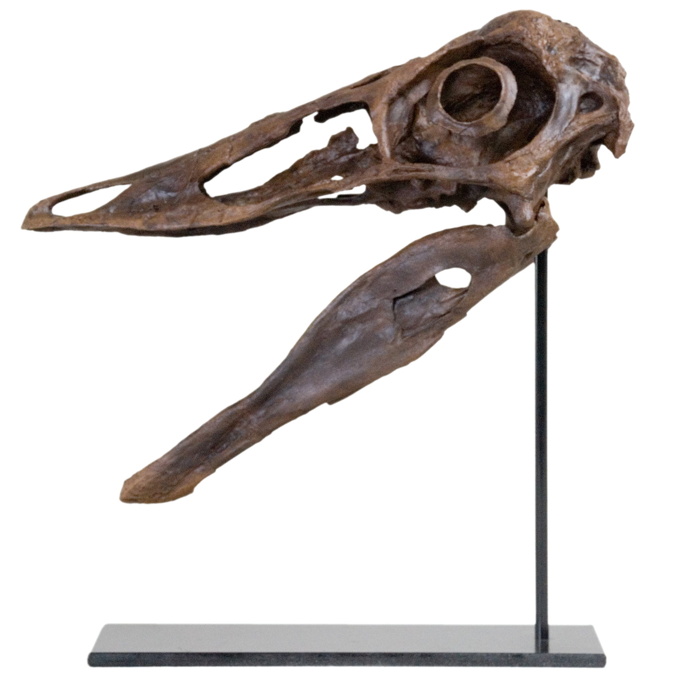 Ornithomimosaurid Skull - Display Replica