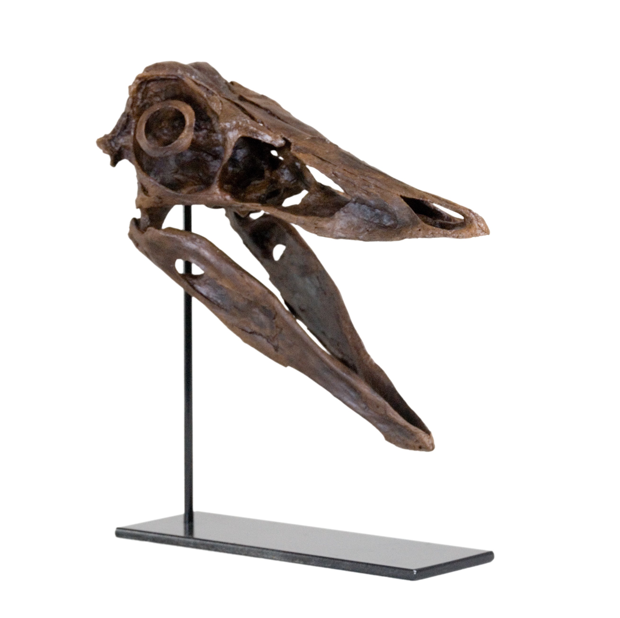 Ornithomimosaurid Skull - Display Replica
