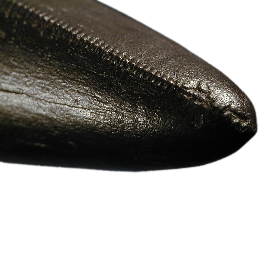 STAN Tyrannosaurus rex® Tooth - 11.5 in (29 cm) - Display Replica on Base