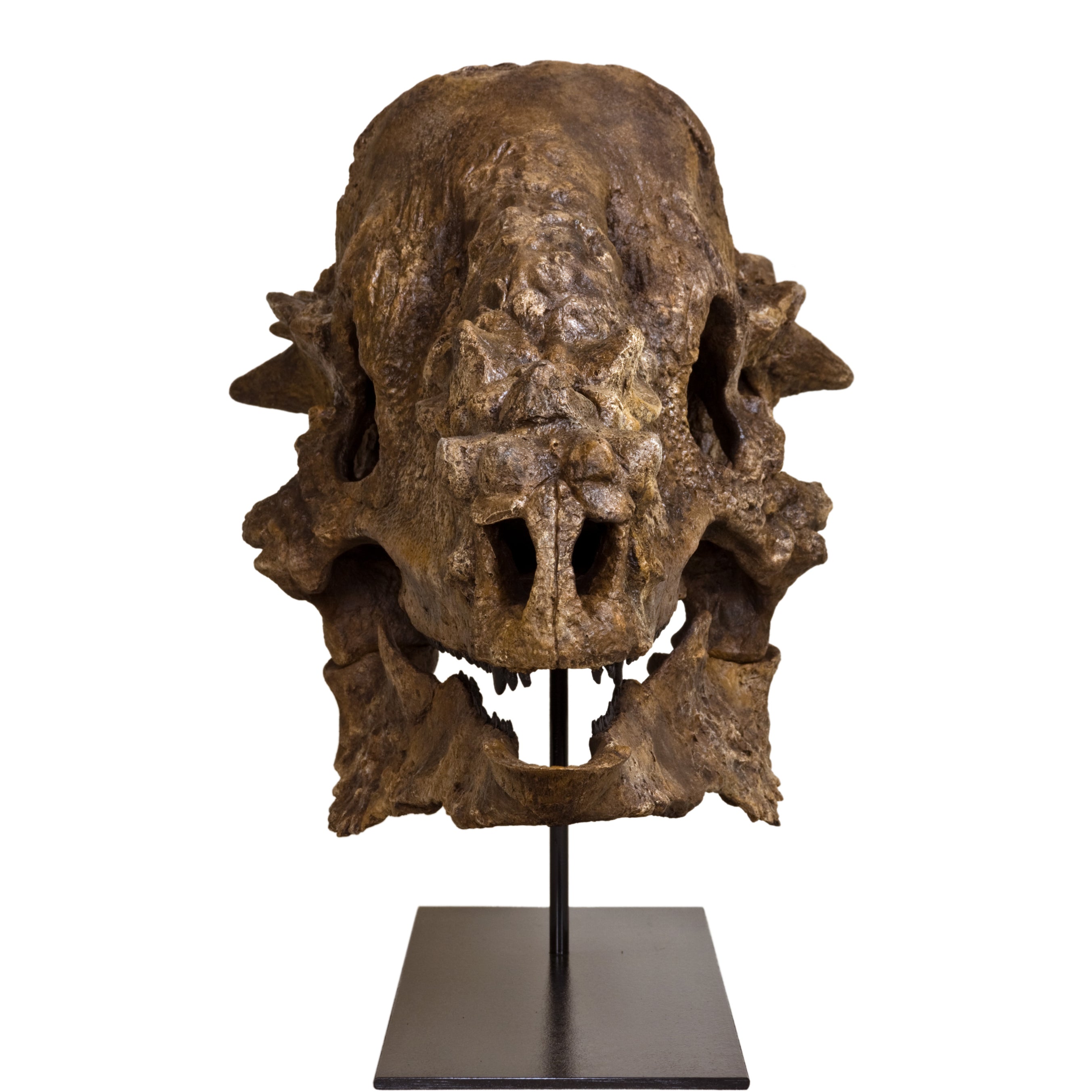 Pachycephalosaurus wyomingensis Skull - Lance Fm Specimen - Display Replica