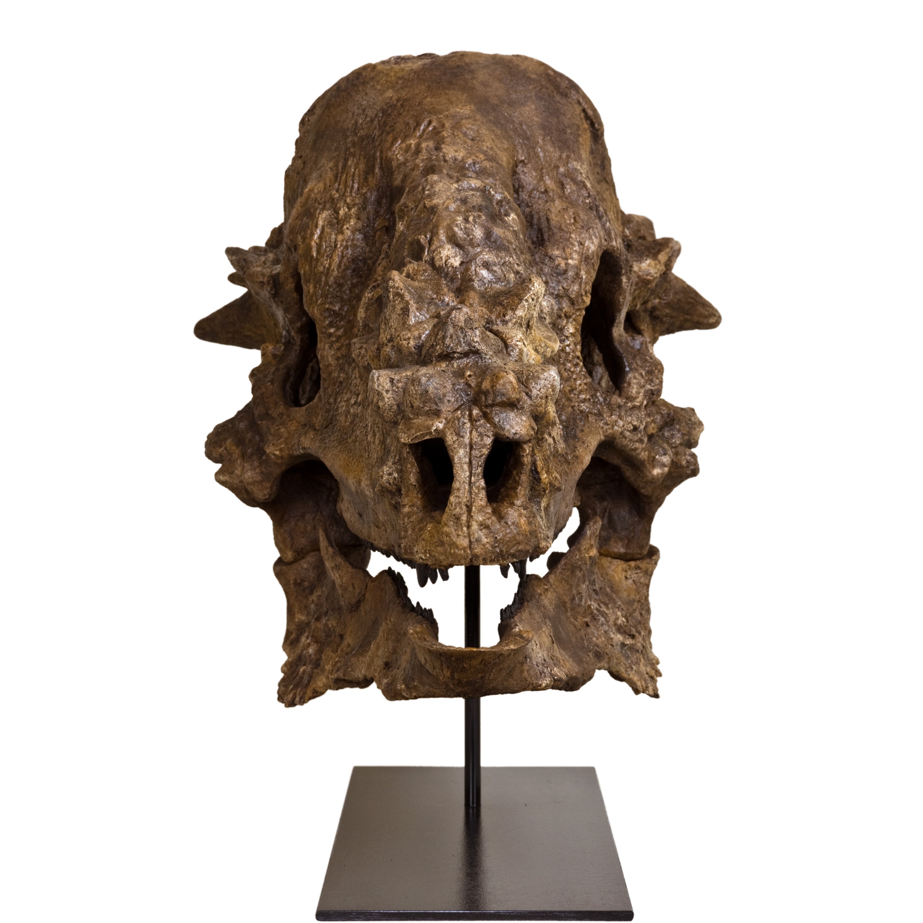 Pachycephalosaurus wyomingensis Skull - Lance Fm Specimen - Display Replica