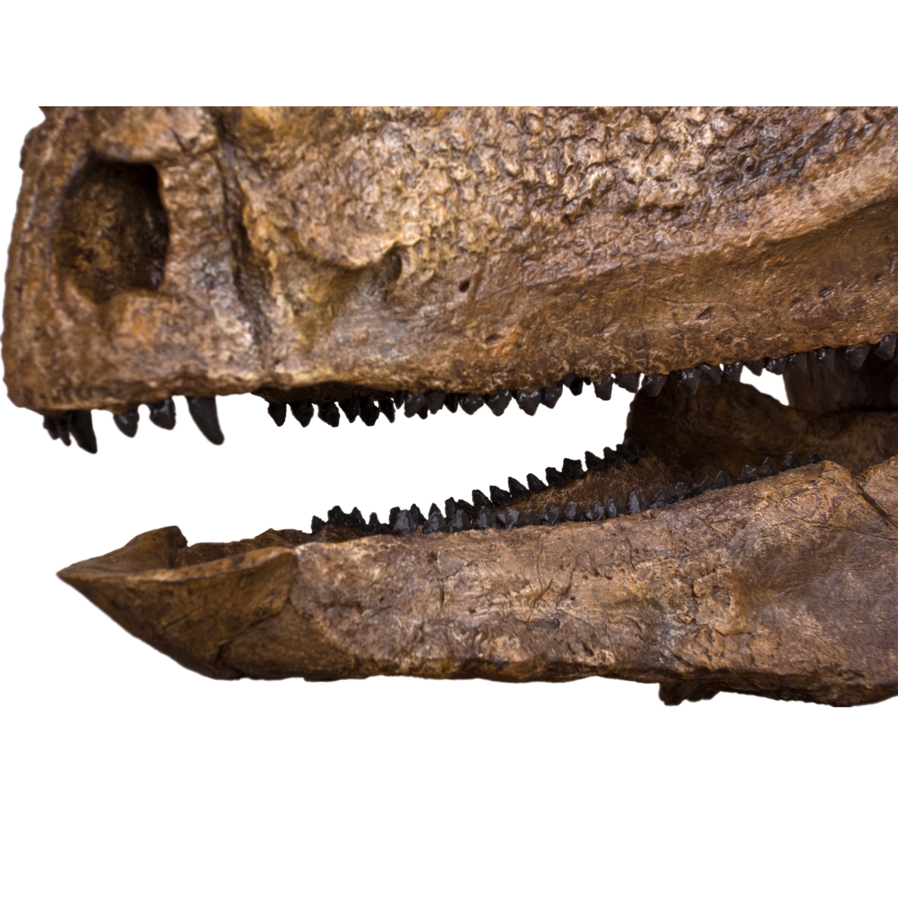 Pachycephalosaurus wyomingensis Skull - Lance Fm Specimen - Display Replica