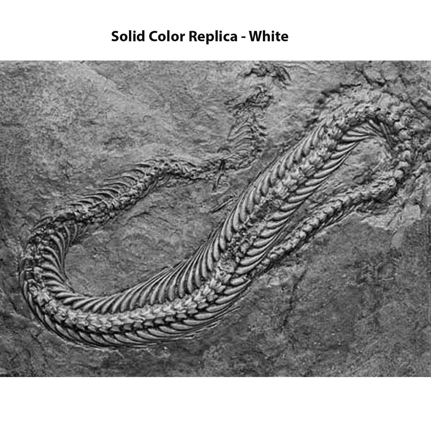 Pachyophis woodwardi Skeleton on Slab - Solid Color Replica