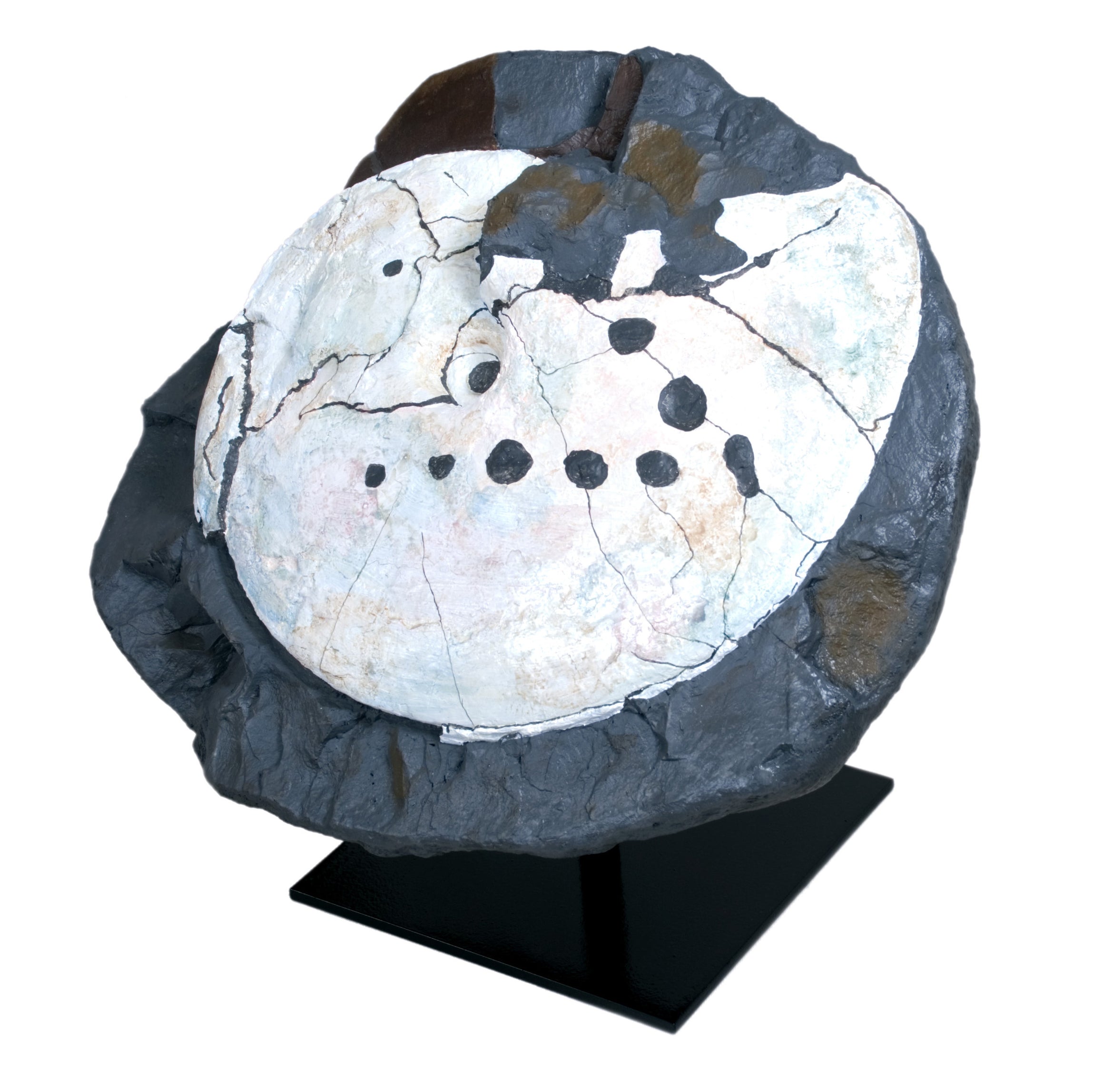 Placenticeras meeki showing Mosasaur Bite - Display Replica
