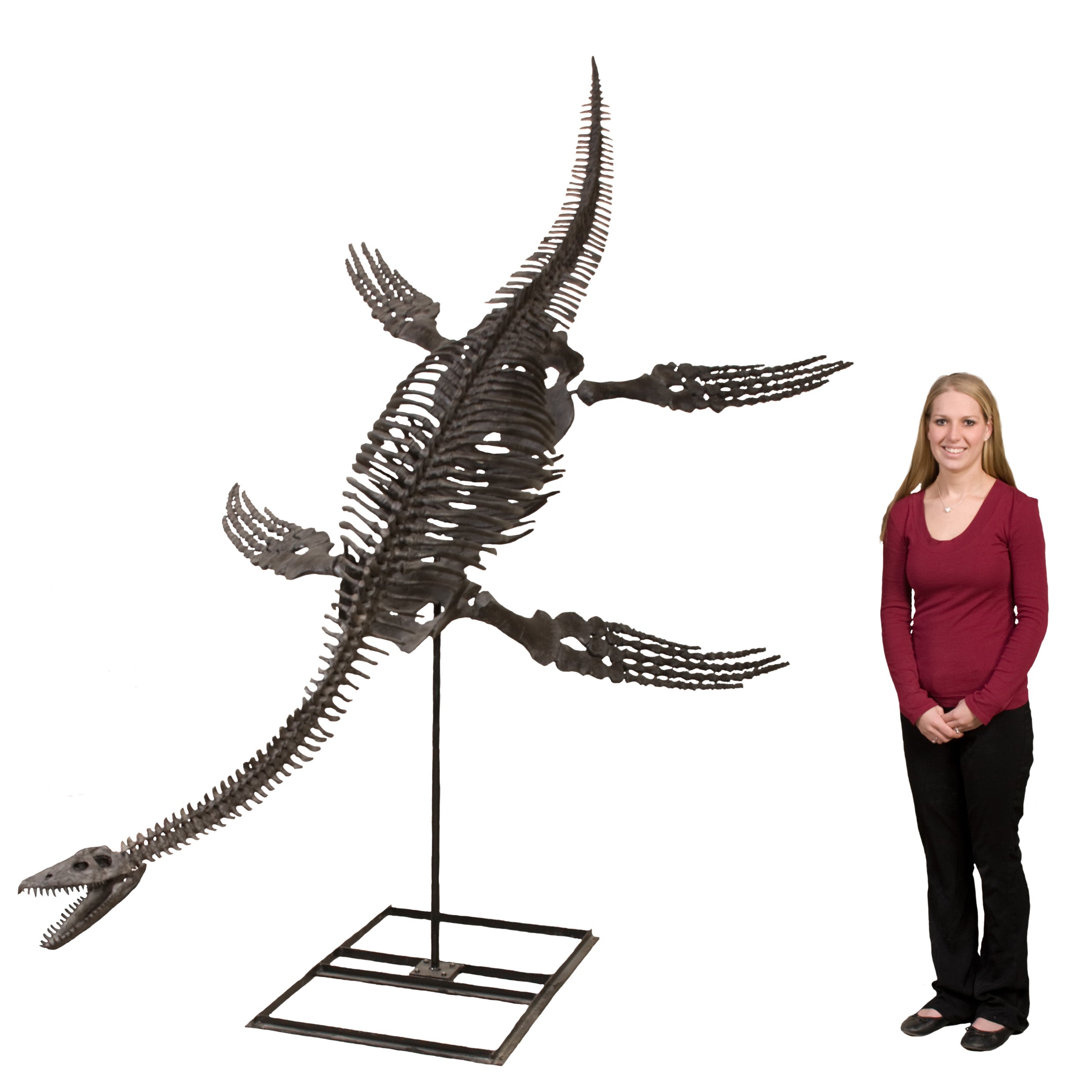 Plesiosaurus cf. dolichodeirus Skeleton - Display Replica