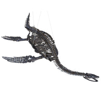 Plesiosaurus cf. dolichodeirus Skeleton - Display Replica