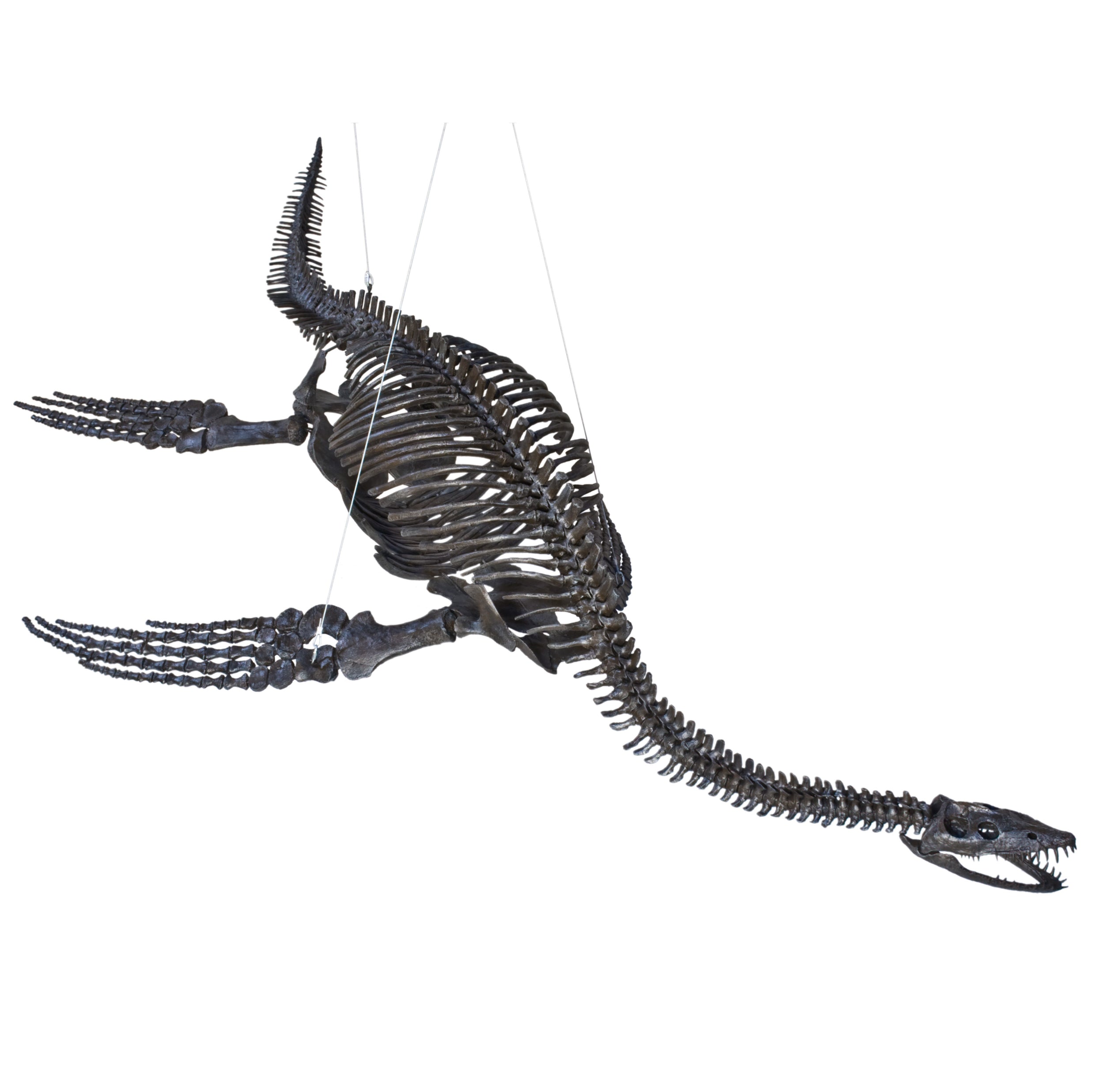 Plesiosaurus cf. dolichodeirus Skeleton - Display Replica