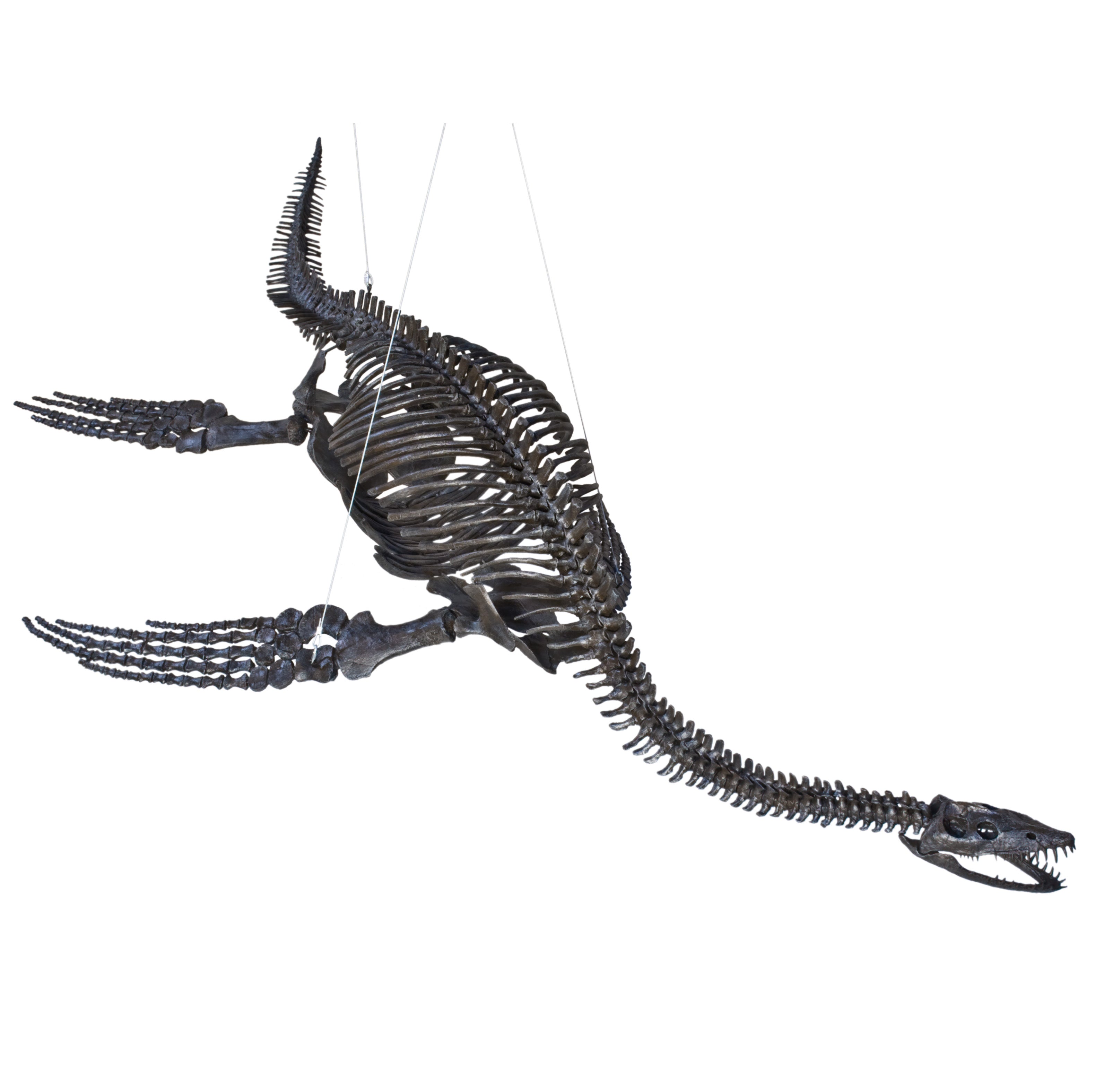 Plesiosaurus cf. dolichodeirus Skeleton - Display Replica