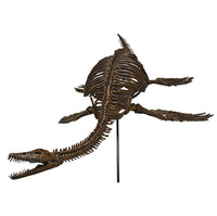 Plesiosaurus cf. dolichodeirus Skeleton - Display Replica
