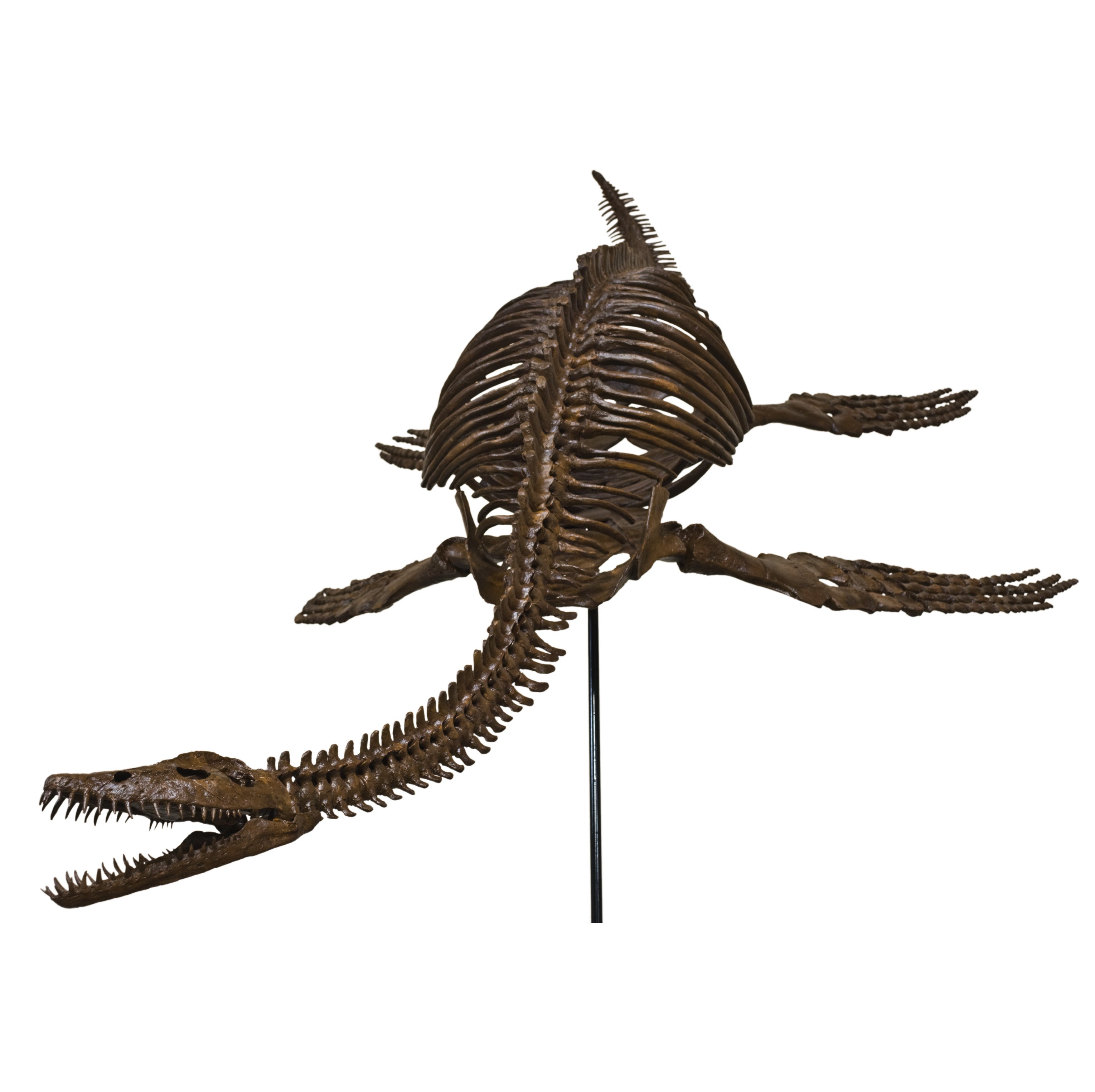 Plesiosaurus cf. dolichodeirus Skeleton - Display Replica