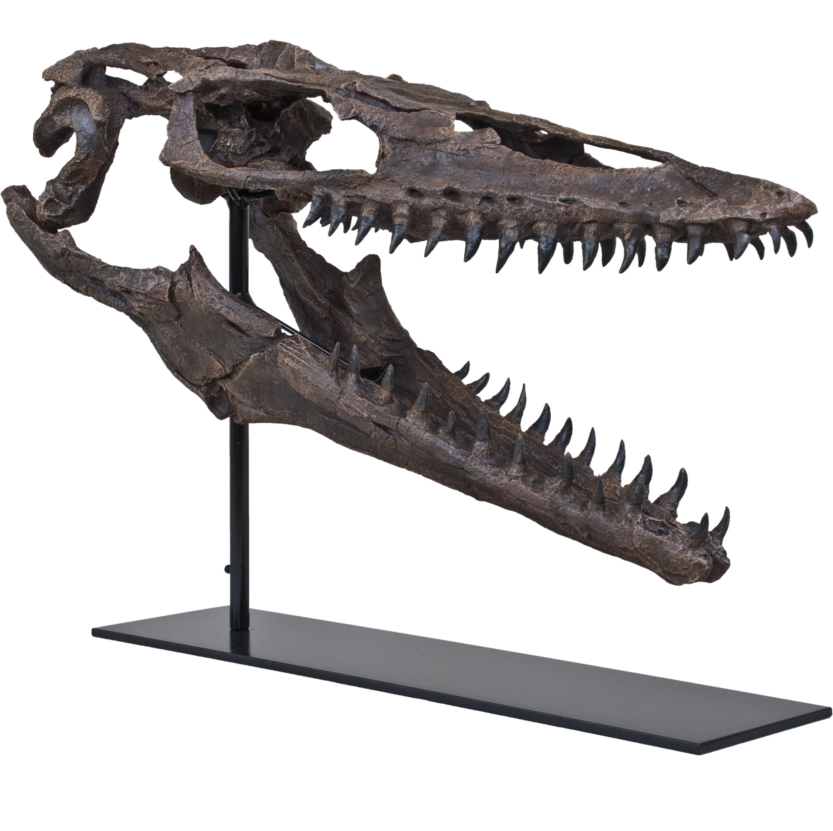 Plioplatecarpus sp. Skull - Display Replica