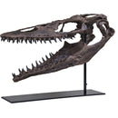 Plioplatecarpus sp. Skull - Display Replica