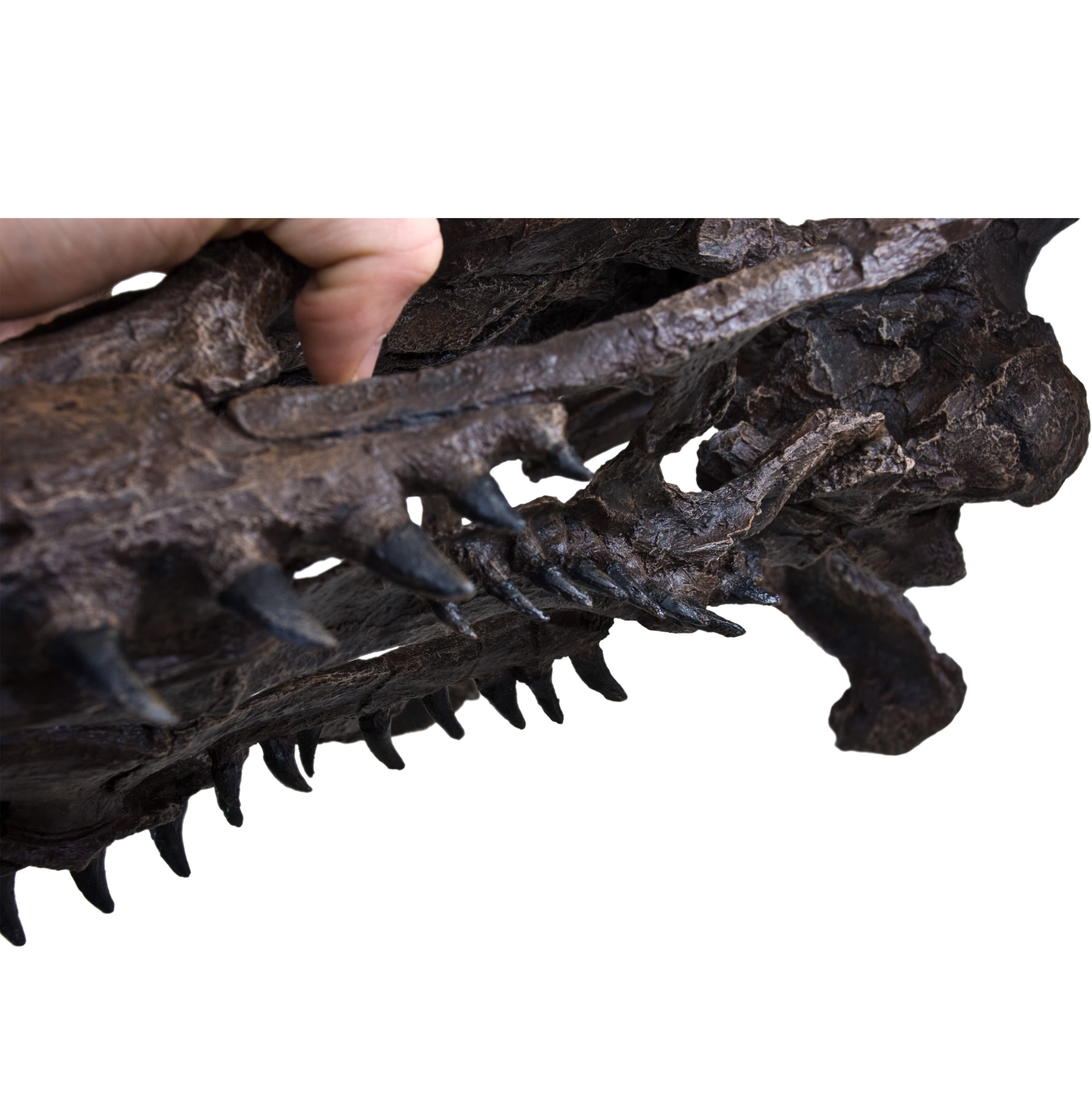 Plioplatecarpus sp. Skull - Display Replica