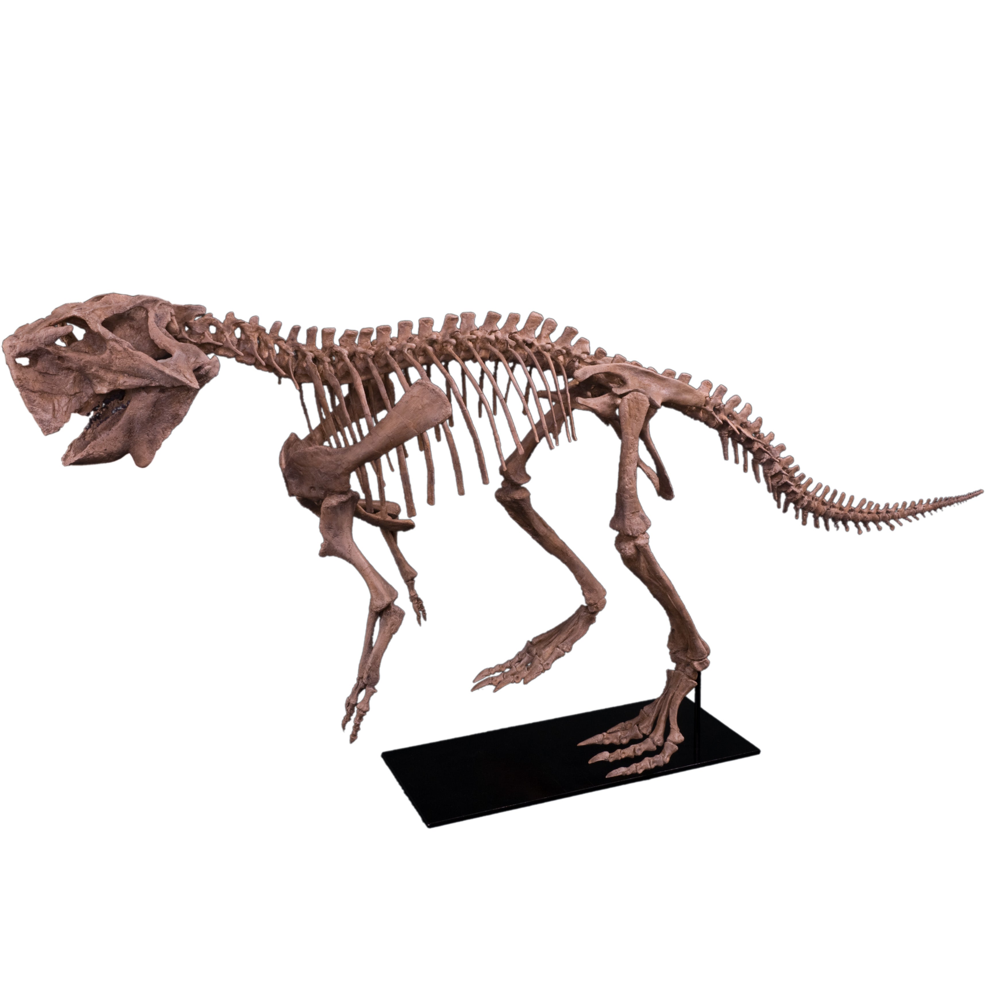 Psittacosaurus lujiatunensis Adult Skeleton - Display Replica