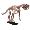 Psittacosaurus lujiatunensis Adult Skeleton - Display Replica