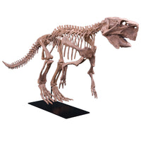 Psittacosaurus lujiatunensis Adult Skeleton - Display Replica