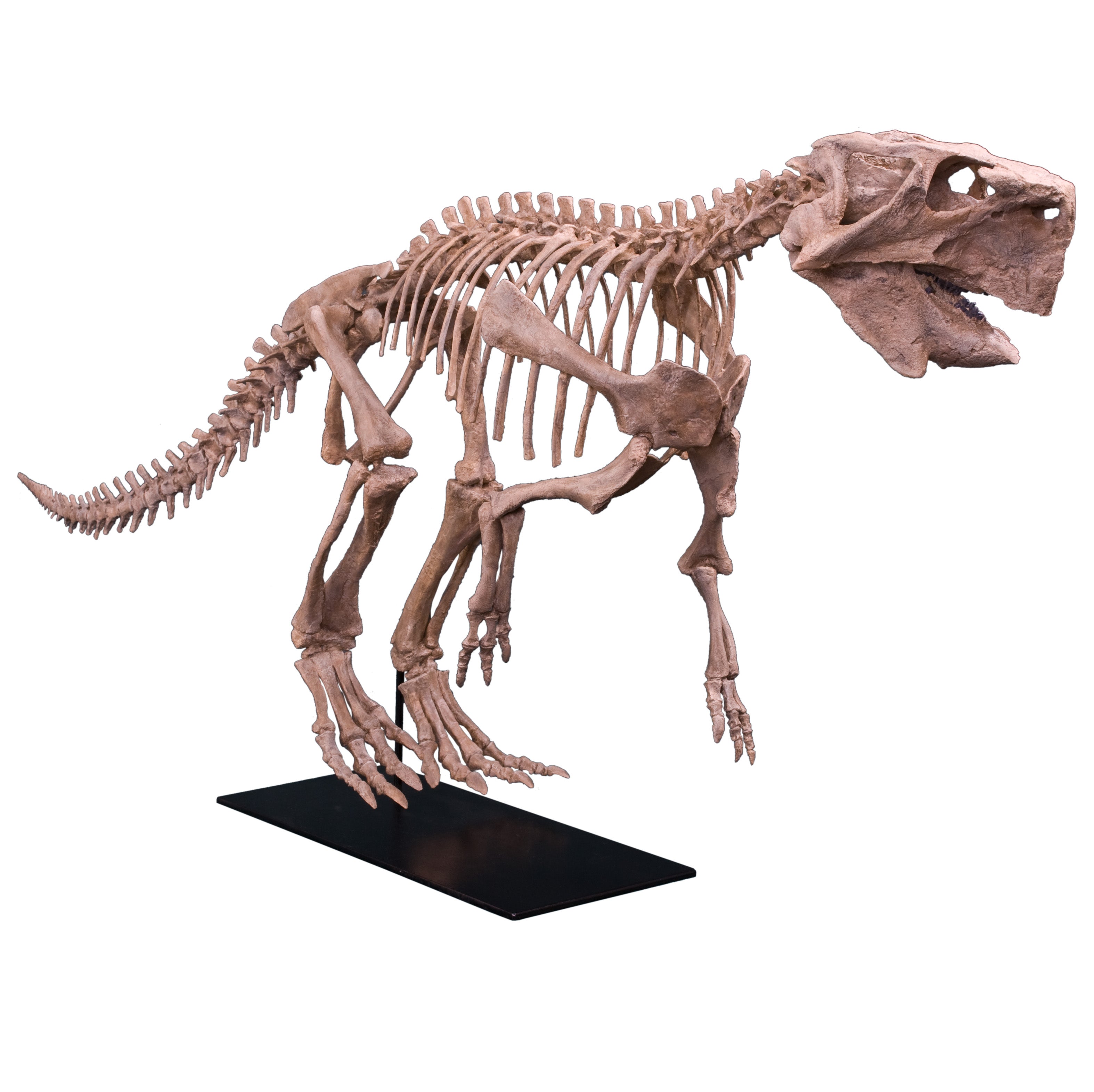 Psittacosaurus lujiatunensis Adult Skeleton - Display Replica