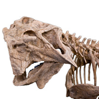Psittacosaurus lujiatunensis Adult Skeleton - Display Replica