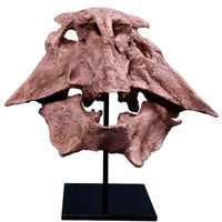 Psittacosaurus lujiatunensis Adult Skull - Display Replica