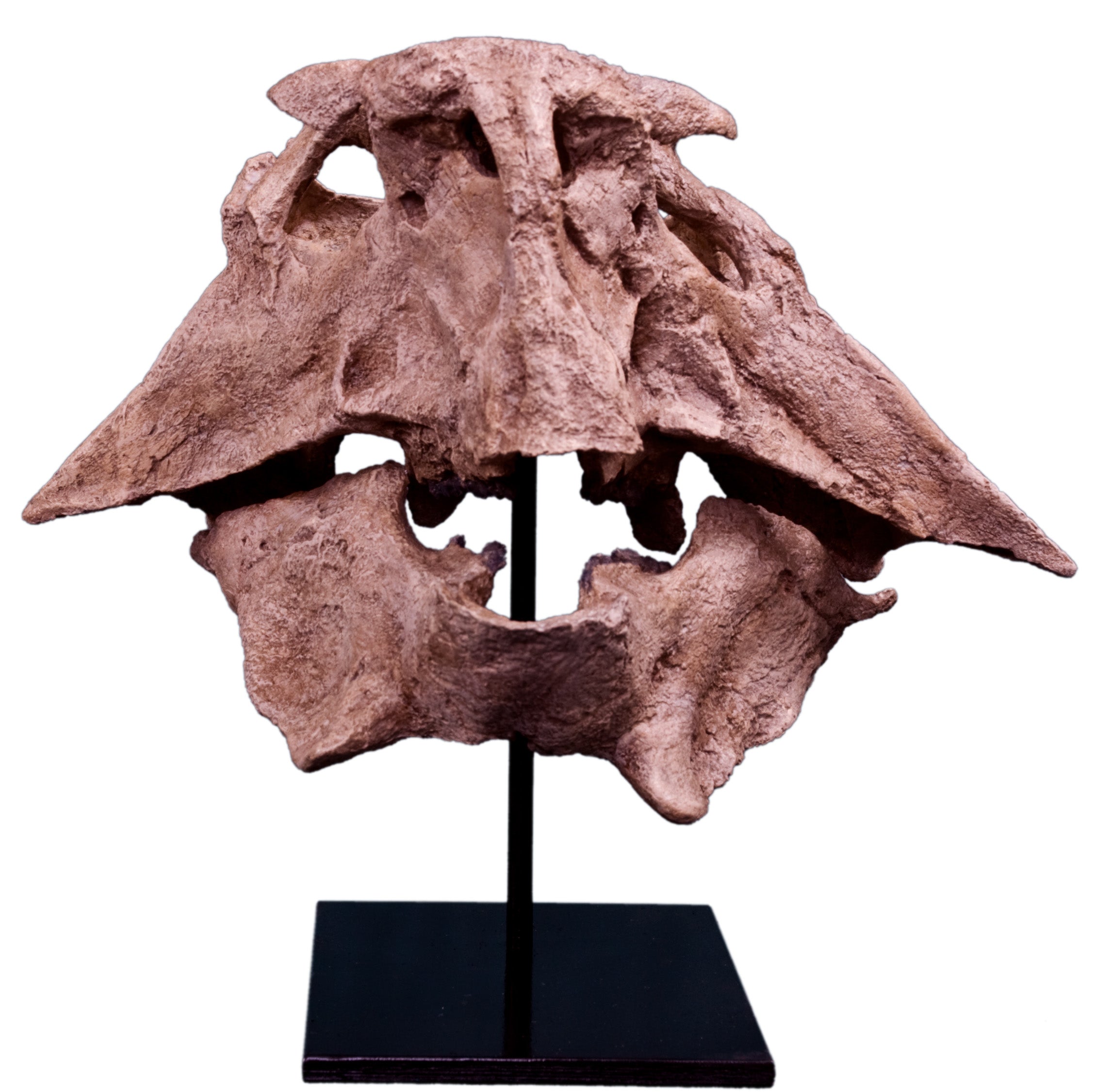 Psittacosaurus lujiatunensis Adult Skull - Display Replica