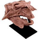 Psittacosaurus lujiatunensis Adult Skull - Display Replica