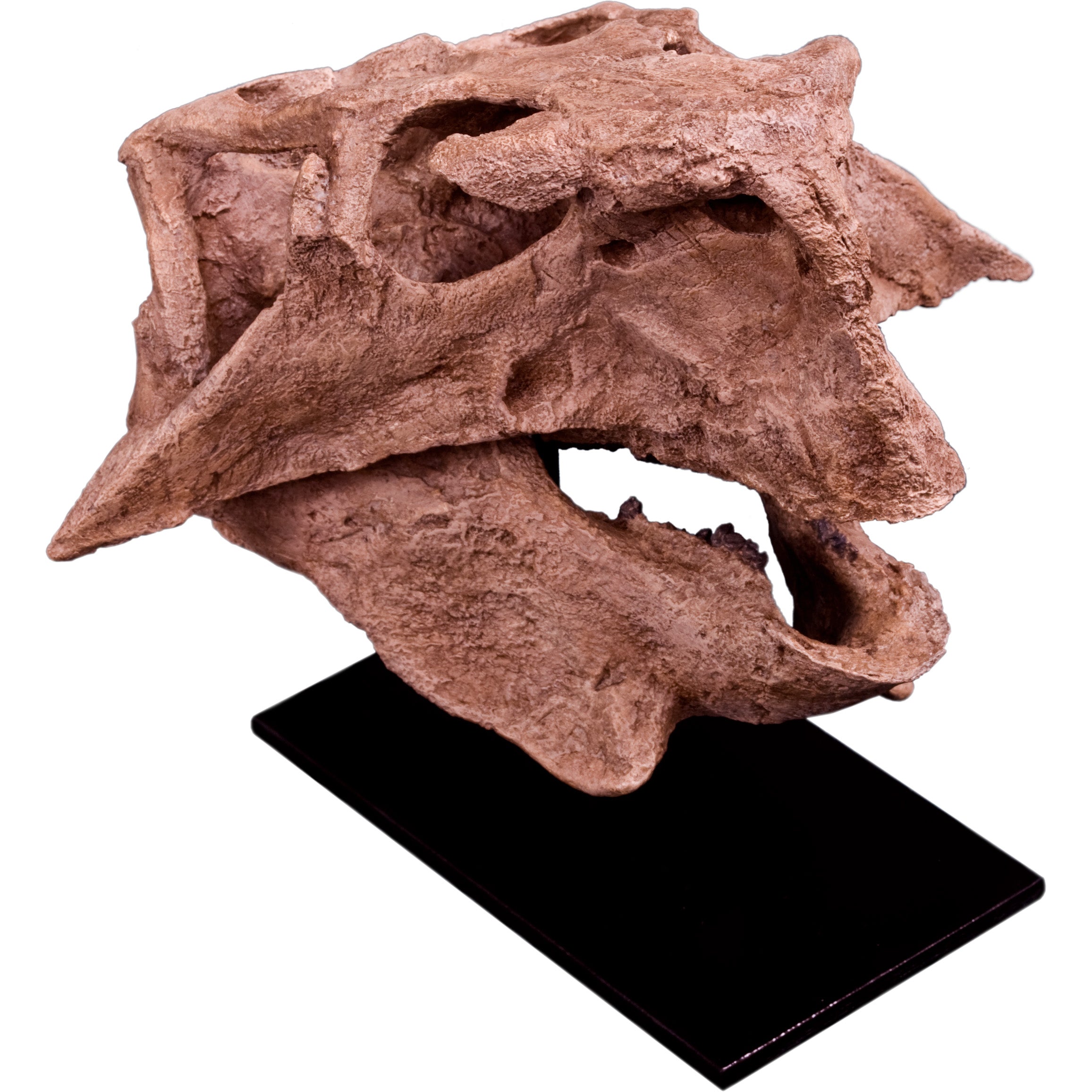 Psittacosaurus lujiatunensis Adult Skull - Display Replica