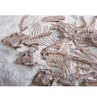Psittacosaurus Five Babies In Situ - Display Replica