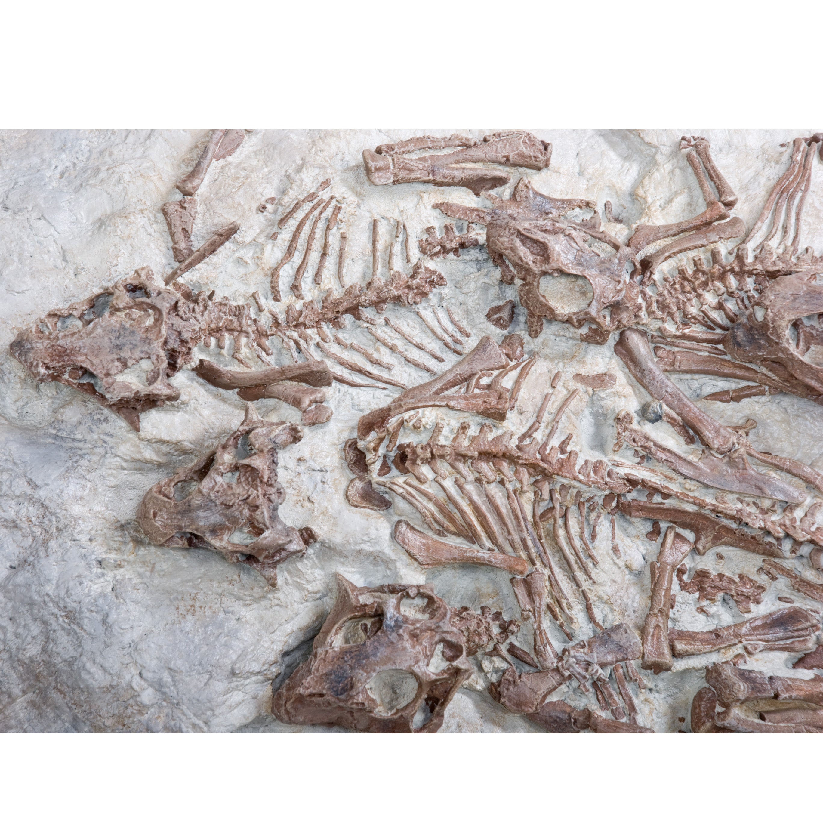 Psittacosaurus Five Babies In Situ - Display Replica