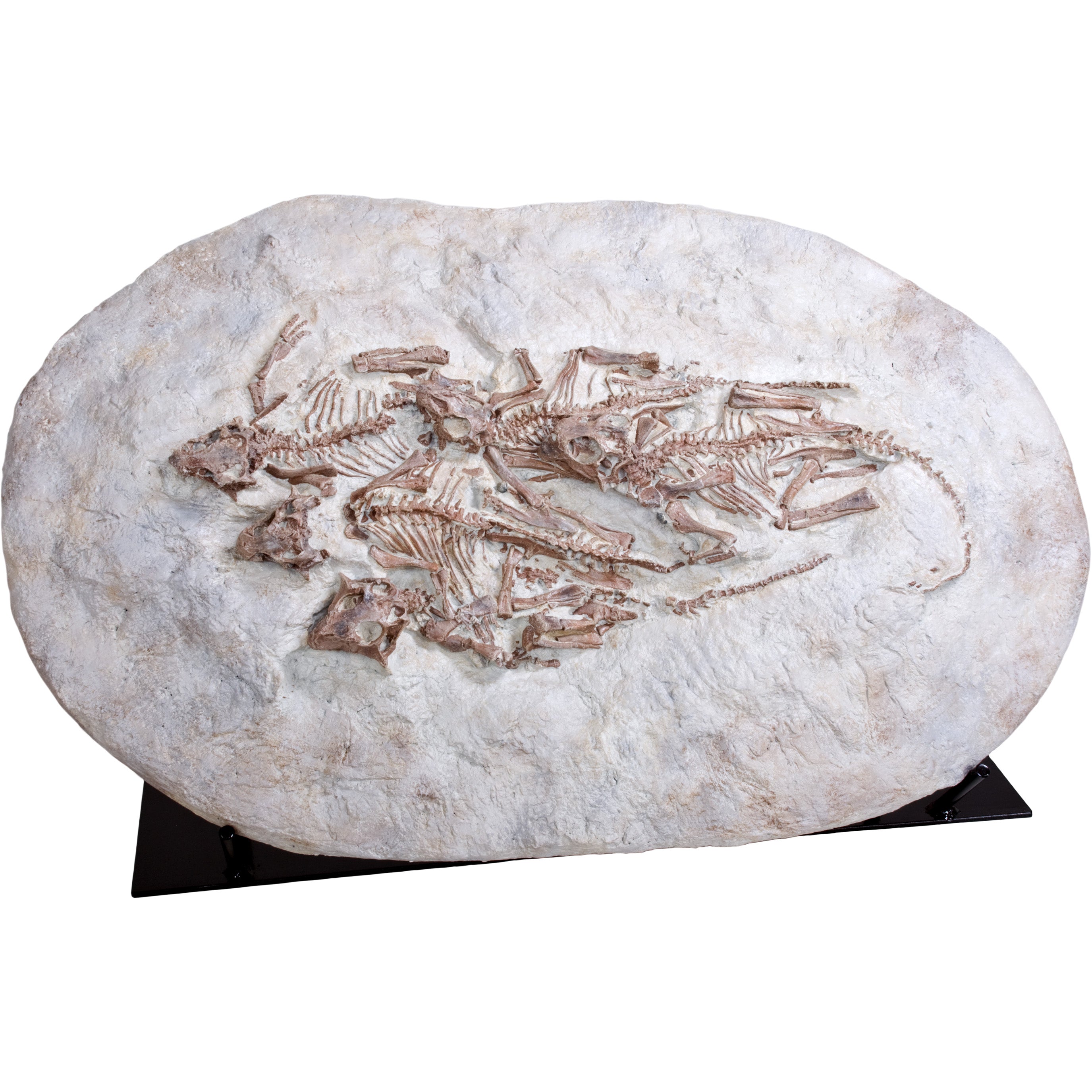 Psittacosaurus Five Babies In Situ - Display Replica