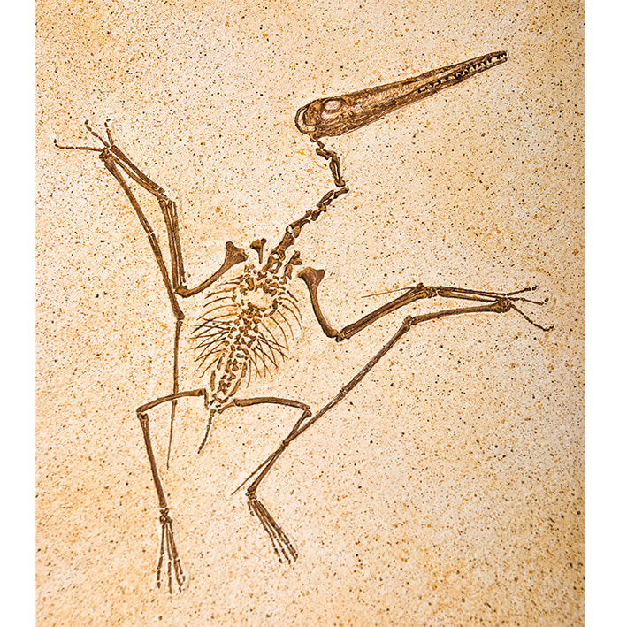 Pterodactylus kochi on Slab - Display Replica