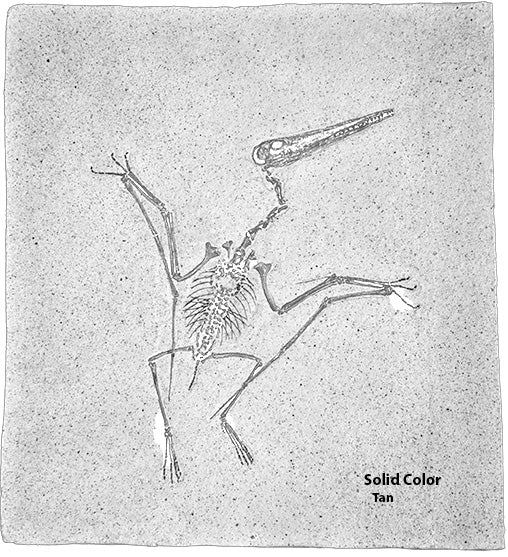 Pterodactylus kochi on Slab - Solid Color Replica