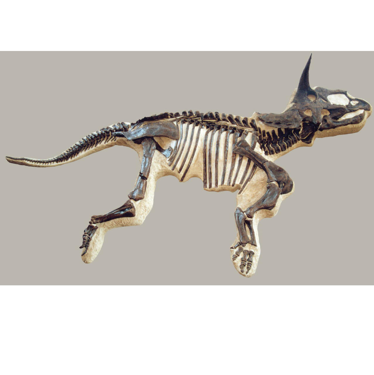 Triceratops horridus RAYMOND Skeleton - Display Replica