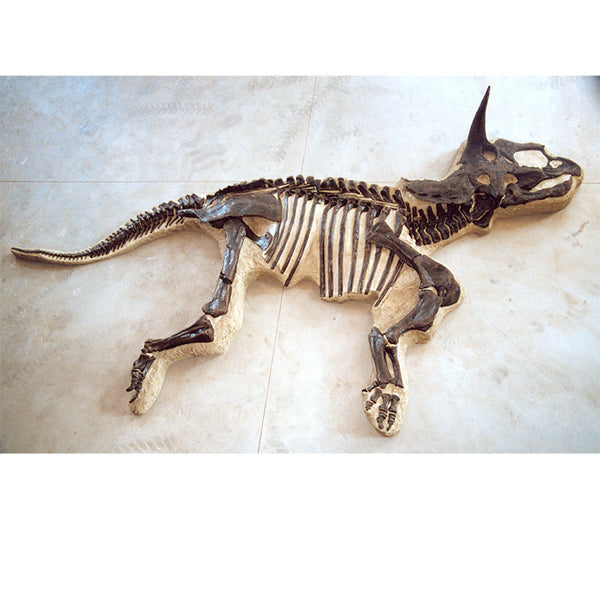 Triceratops horridus RAYMOND Children's "Dig" - Display Replica