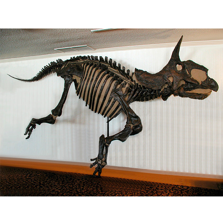 Triceratops horridus RAYMOND Skeleton - Display Replica