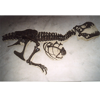 STAN Tyrannosaurus rex® Children's 'Dig' - Display Replica