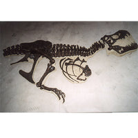 STAN Tyrannosaurus rex® Children's 'Dig' - Display Replica