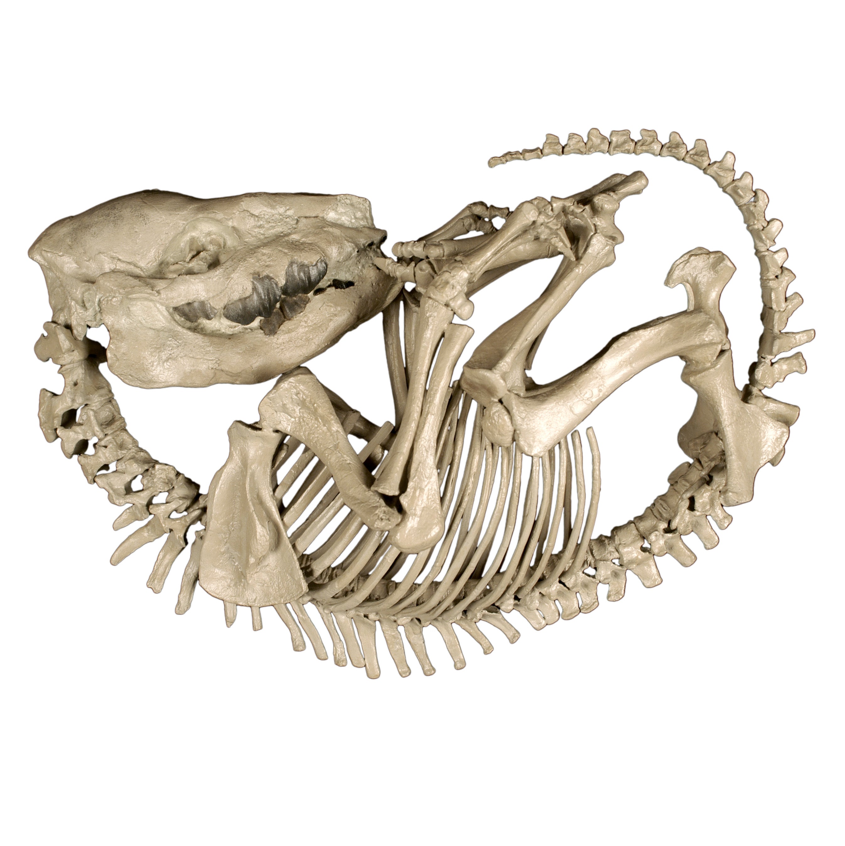 Subhyracodon sp. Baby Rhino Skeleton - Display Replica