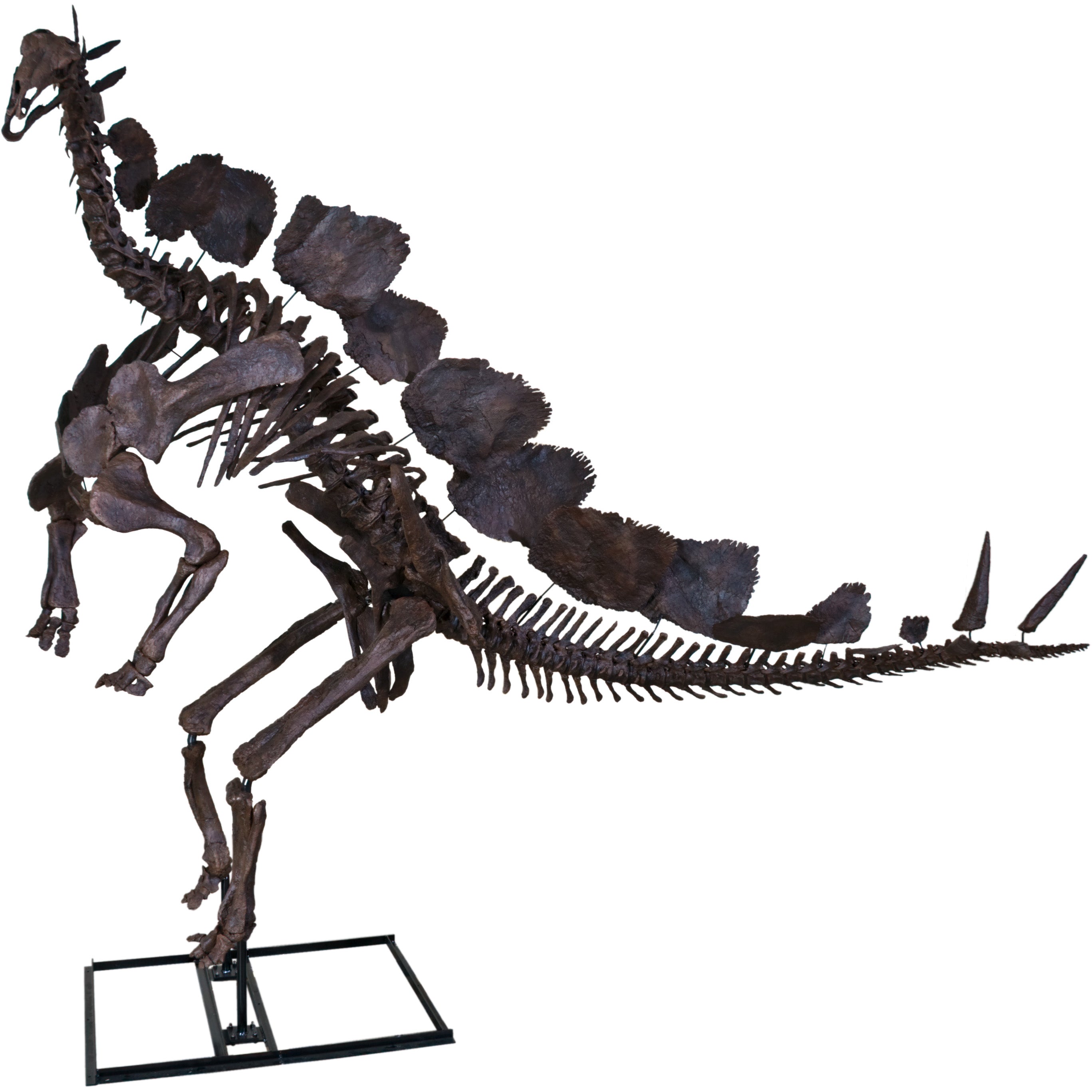 Stegosaurus armatus SARAH Skeleton - Display Replica