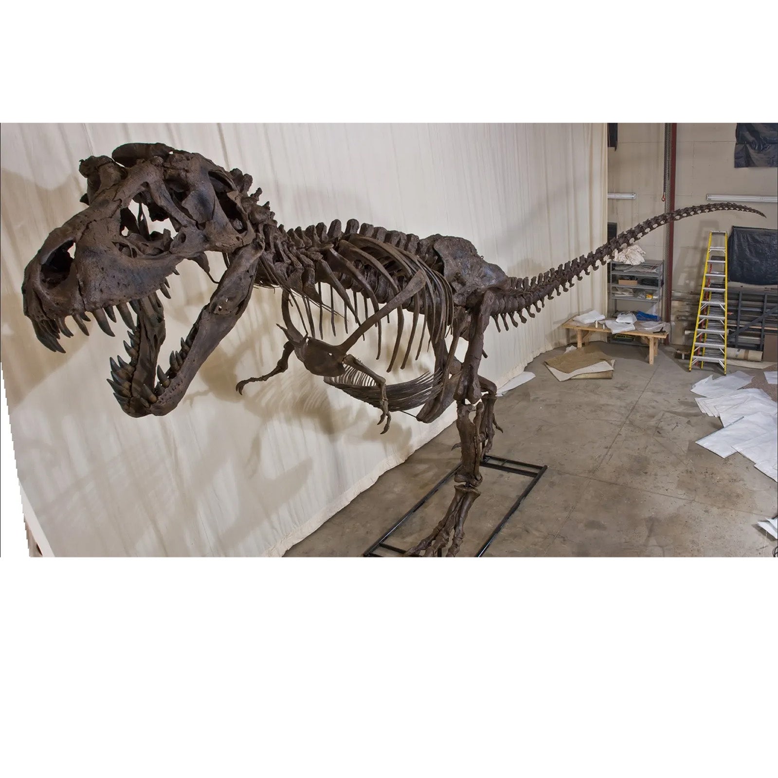 STAN Tyrannosaurus rex®  Display Photo