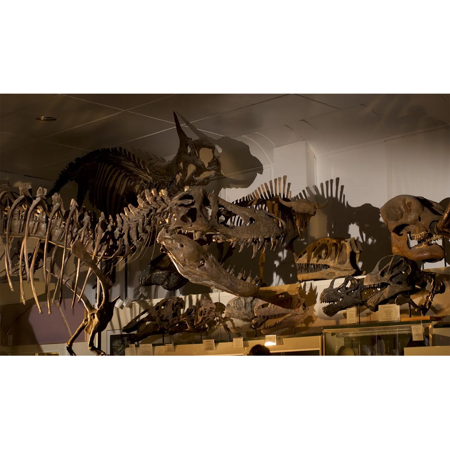 STAN Tyrannosaurus rex®  Museum Filming Photo