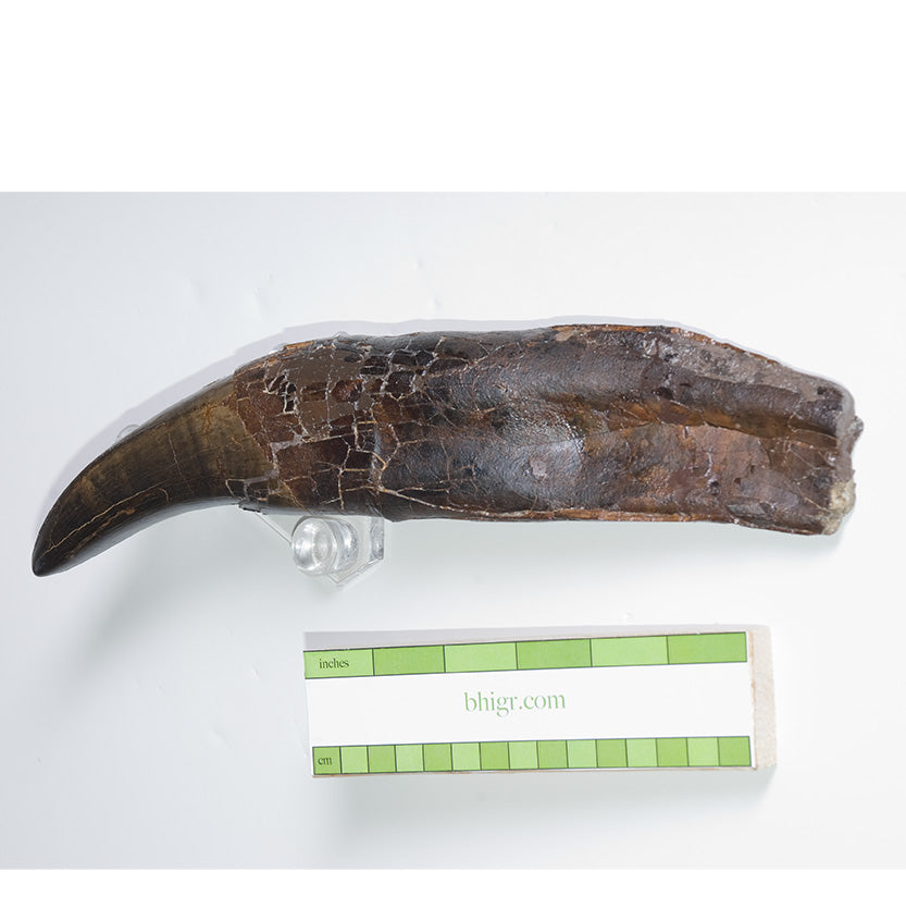 STAN Tyrannosaurus rex® Tooth - 11.5 in (29 cm) - Display Replica Only