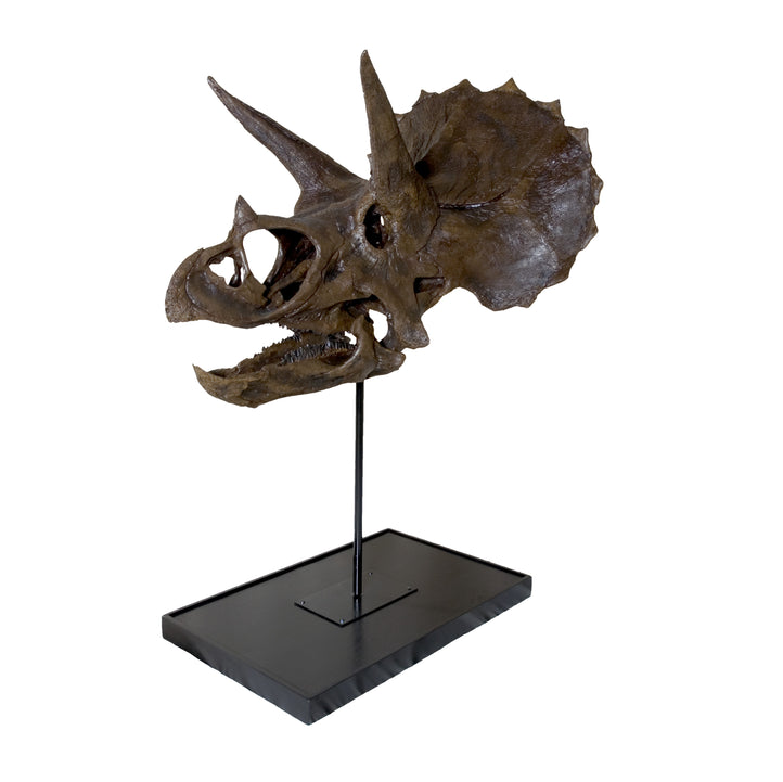 Triceratops horridus Skull - Display Replica