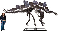 Stegosaurus armatus SARAH Skeleton - Display Replica