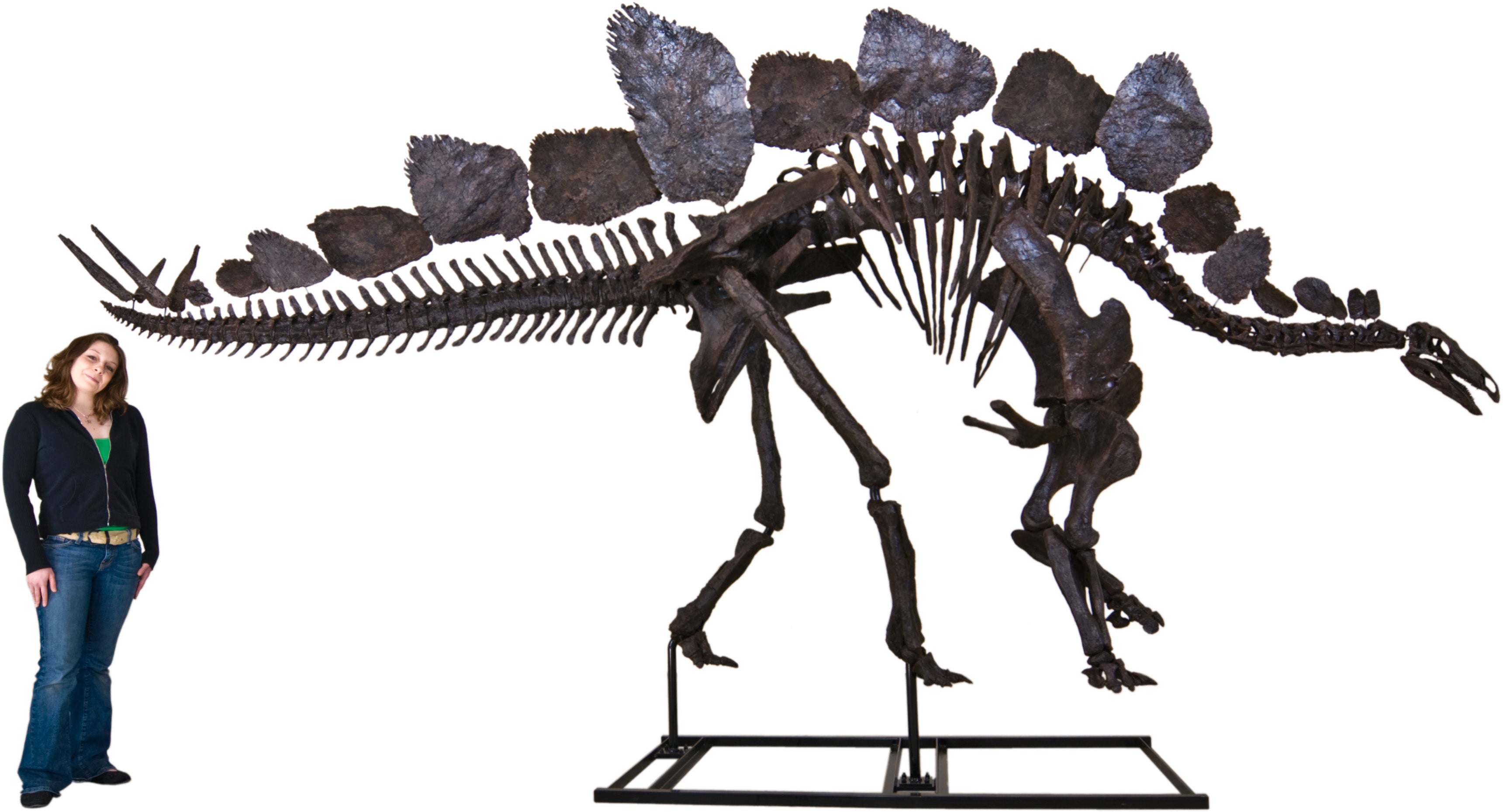 Stegosaurus armatus SARAH Skeleton - Display Replica