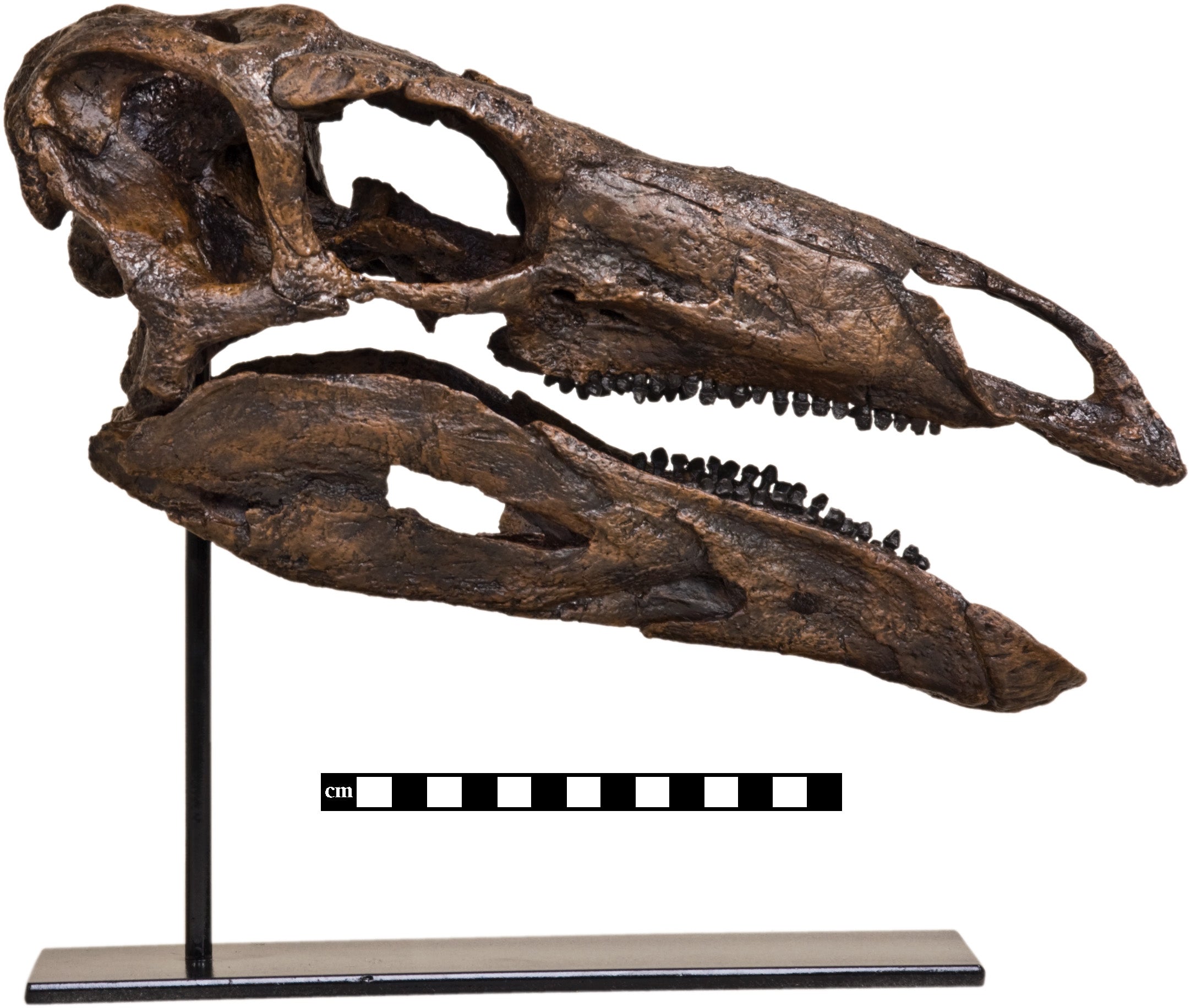Stegosaurus armatus SARAH Skull - Display Replica