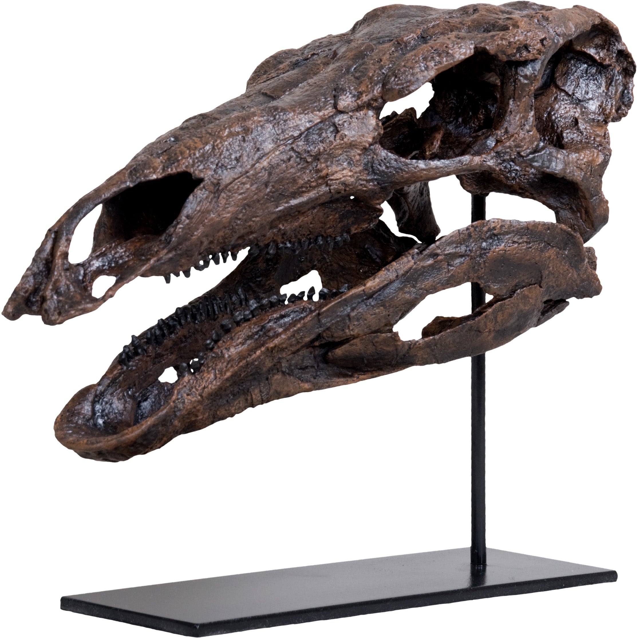 Stegosaurus armatus SARAH Skull - Display Replica