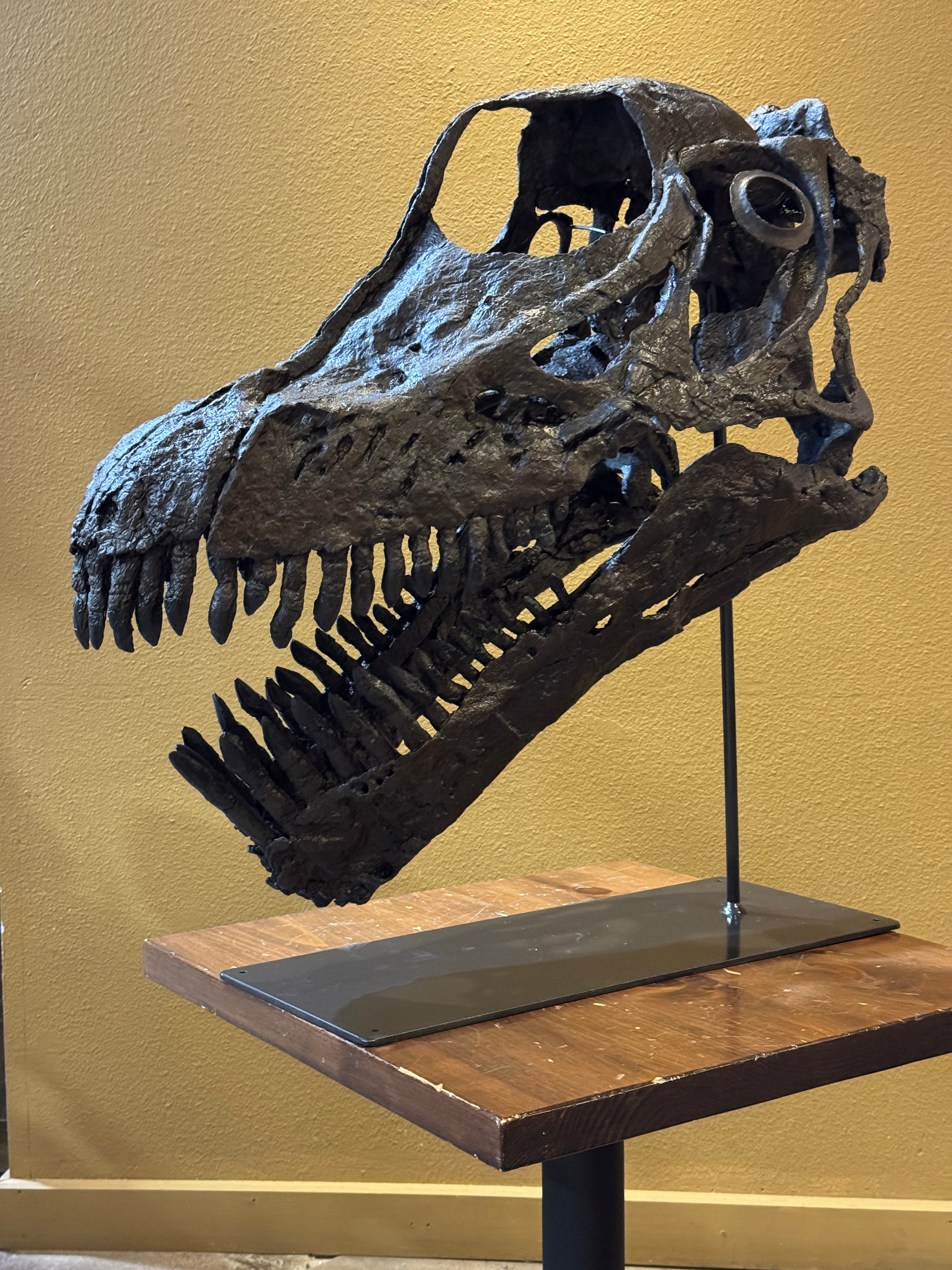 Brachiosaurus Skull - Display Replica on Stand